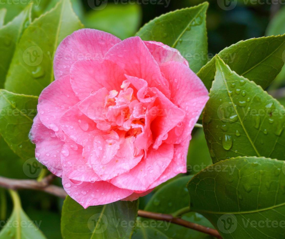 incroyable beau camélia rouge - camellia japonica, connu sous le nom de camélia commun ou camélia japonais. photo