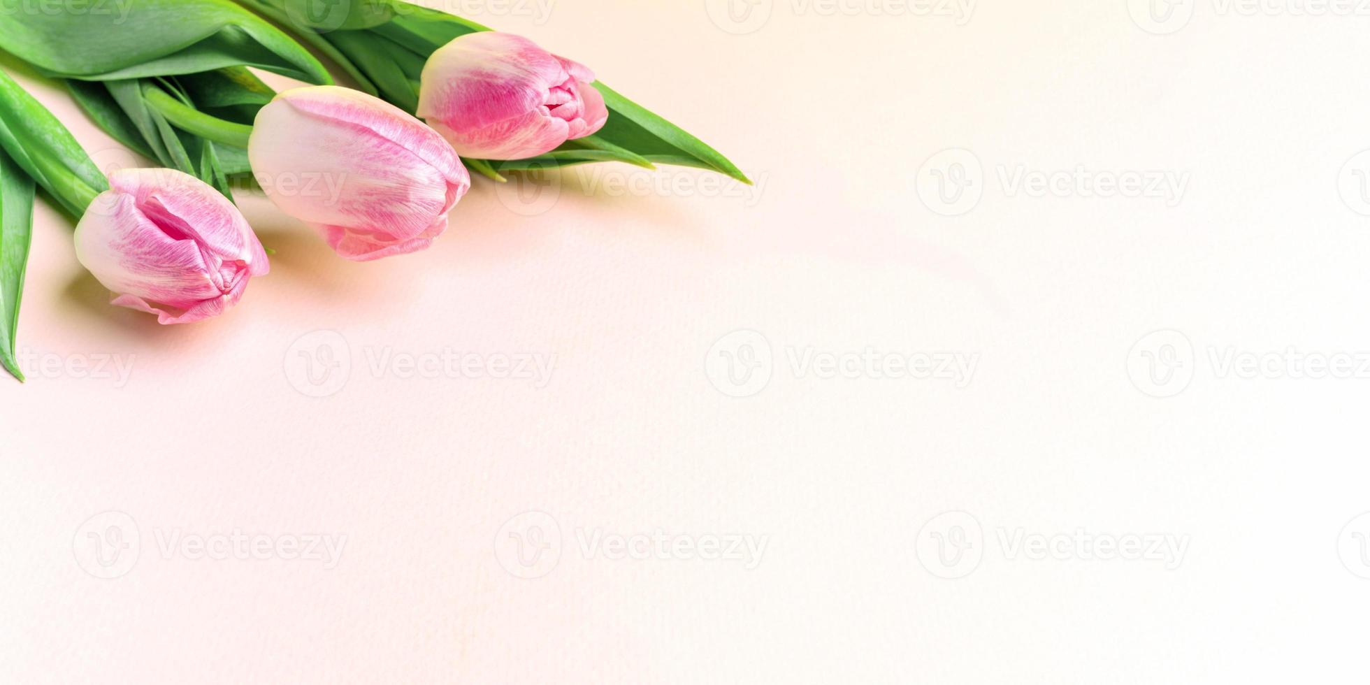 bannière de printemps festive avec des tulipes roses fraîches sur rose pastel. espace de copie. photo
