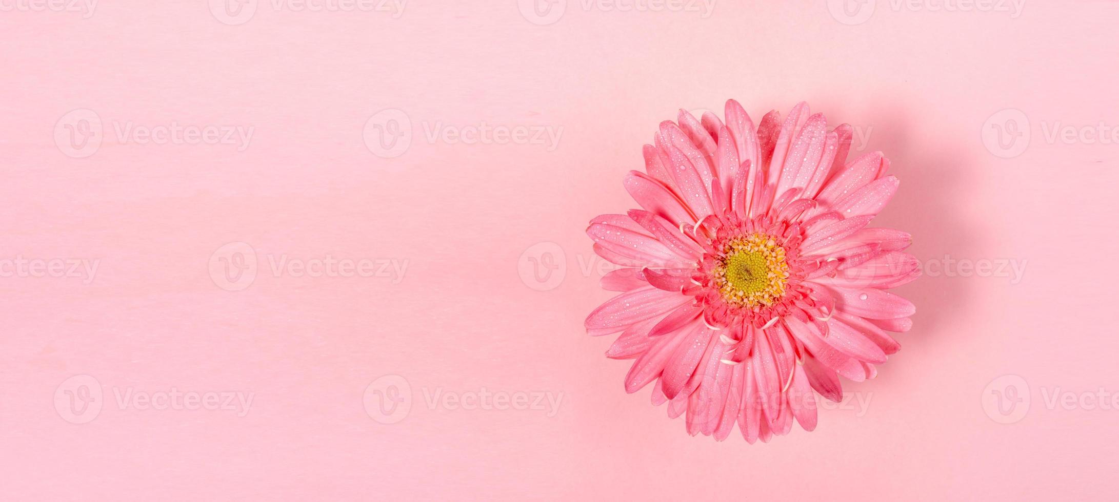 bannière minimale festive rose pastel avec une fleur de gerbera et espace de copie pour le texte. photo