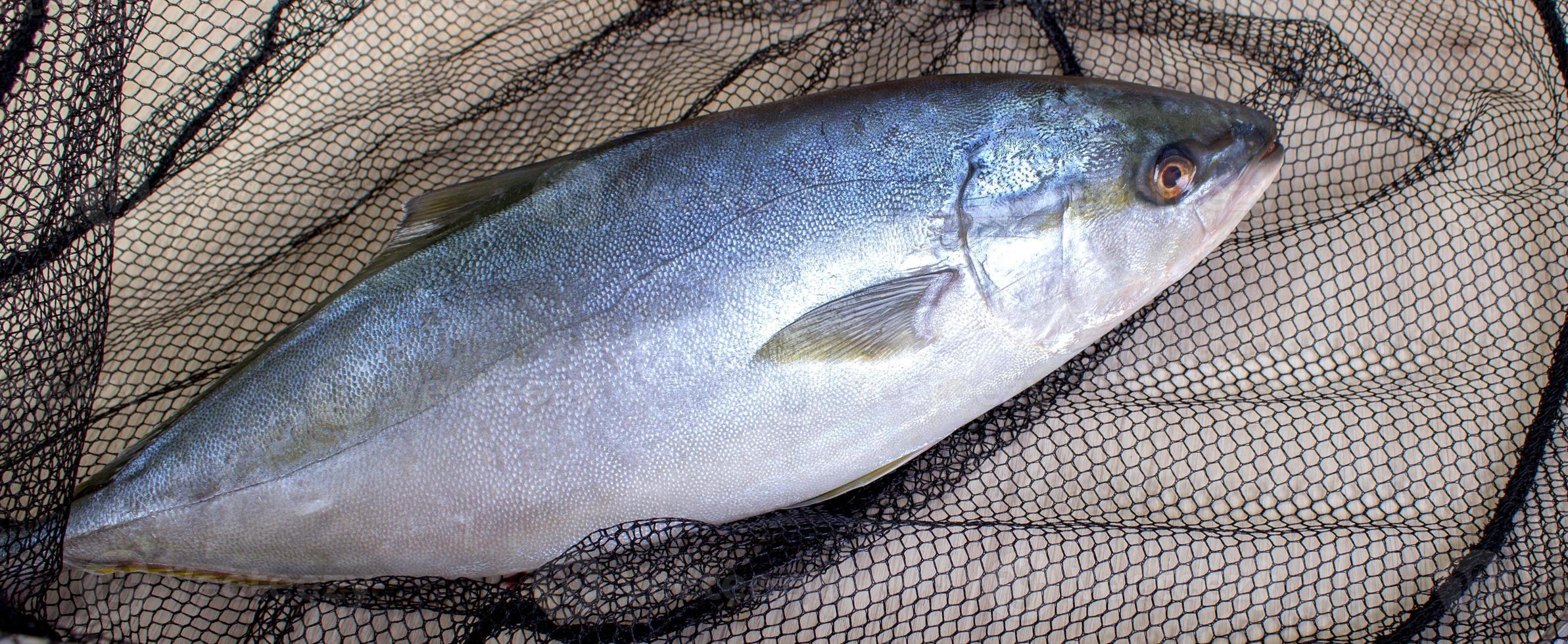 poisson pêché au filet photo