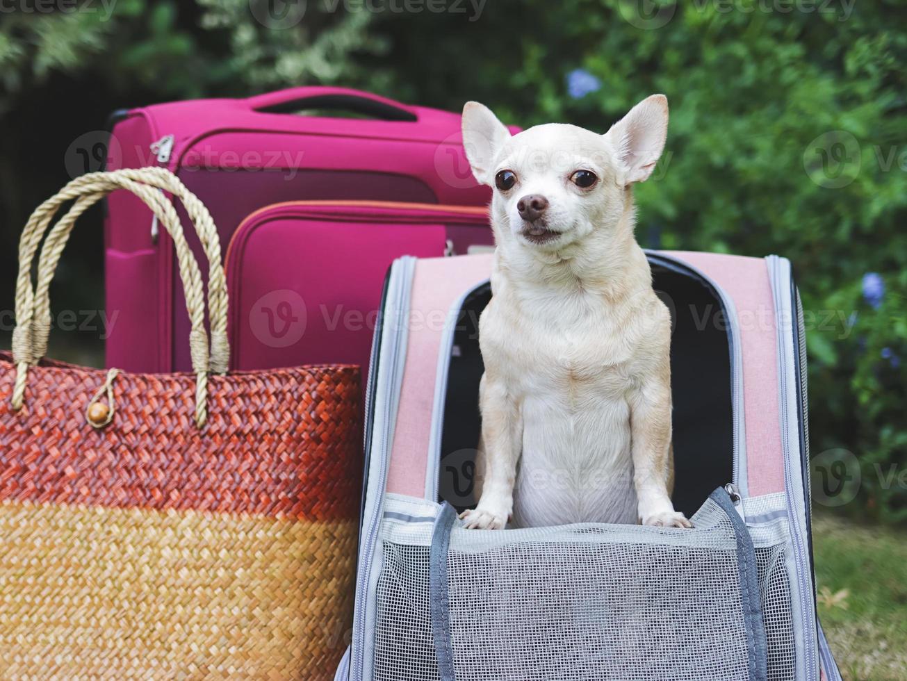 chien chihuahua à cheveux courts brun debout dans un sac à dos pour animaux de compagnie sur l'herbe verte avec des accessoires de voyage, des bagages roses et un sac tissé. photo