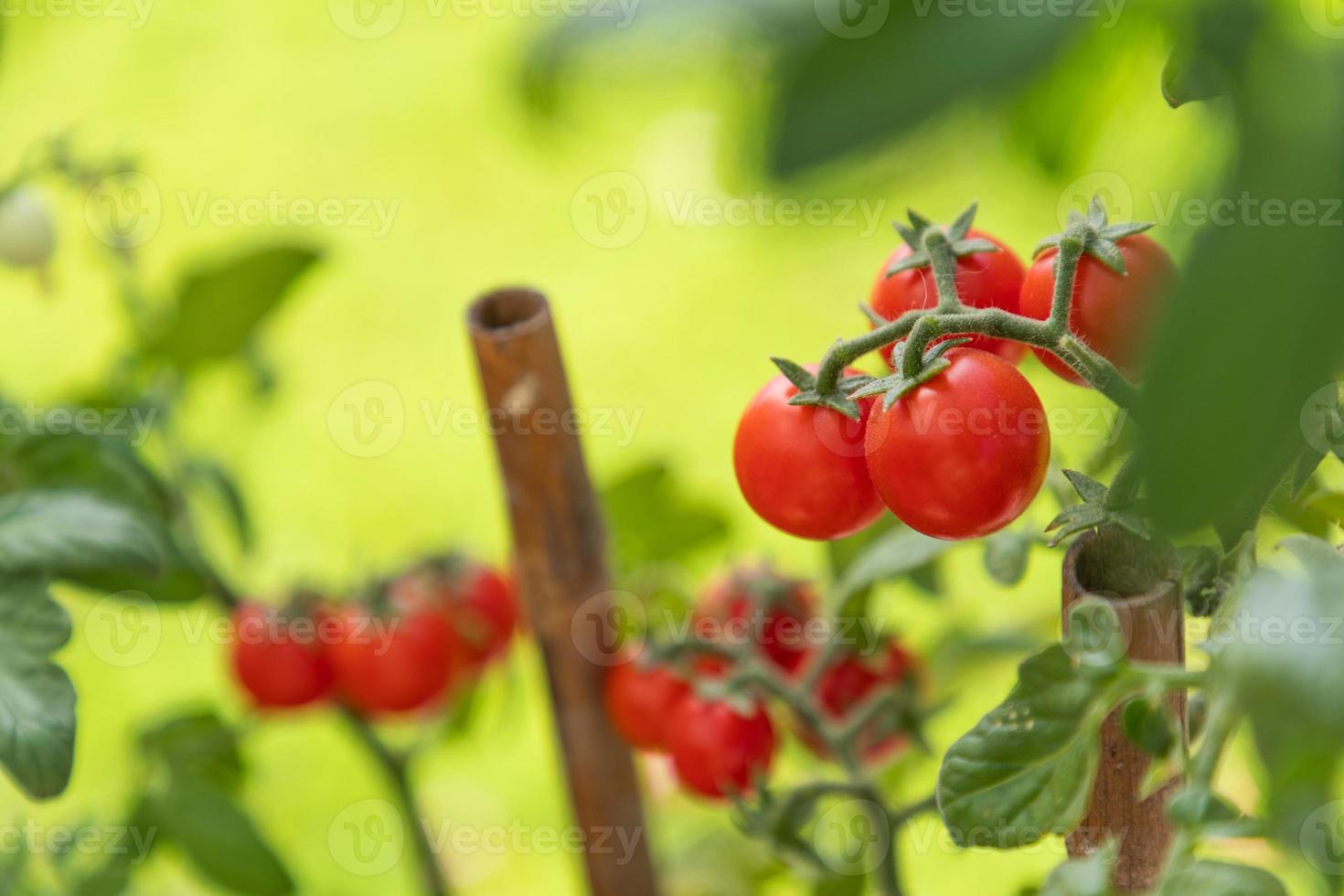 tomates cerises mûres sur la vigne dans le jardin photo