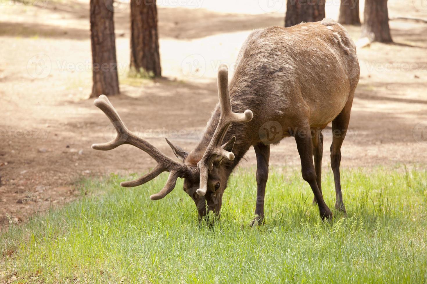 beau wapiti avec de nouveaux bois broutant photo