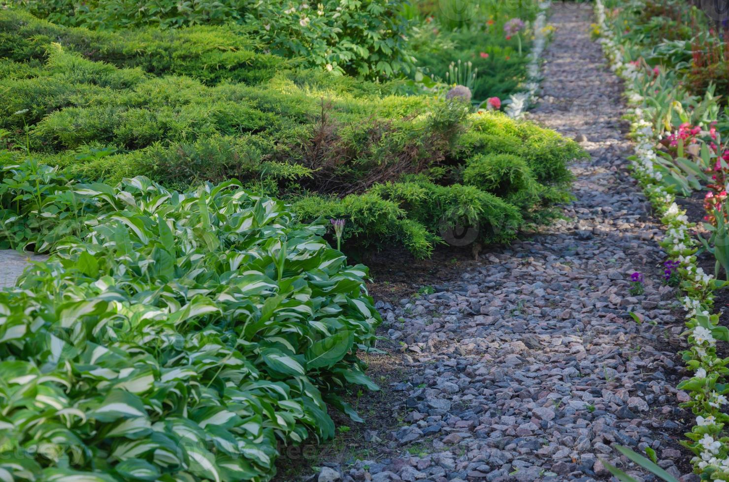 chemin dans le jardin de gravier sur les côtés poussent des plantes, des hostas et des genévriers à faible croissance photo