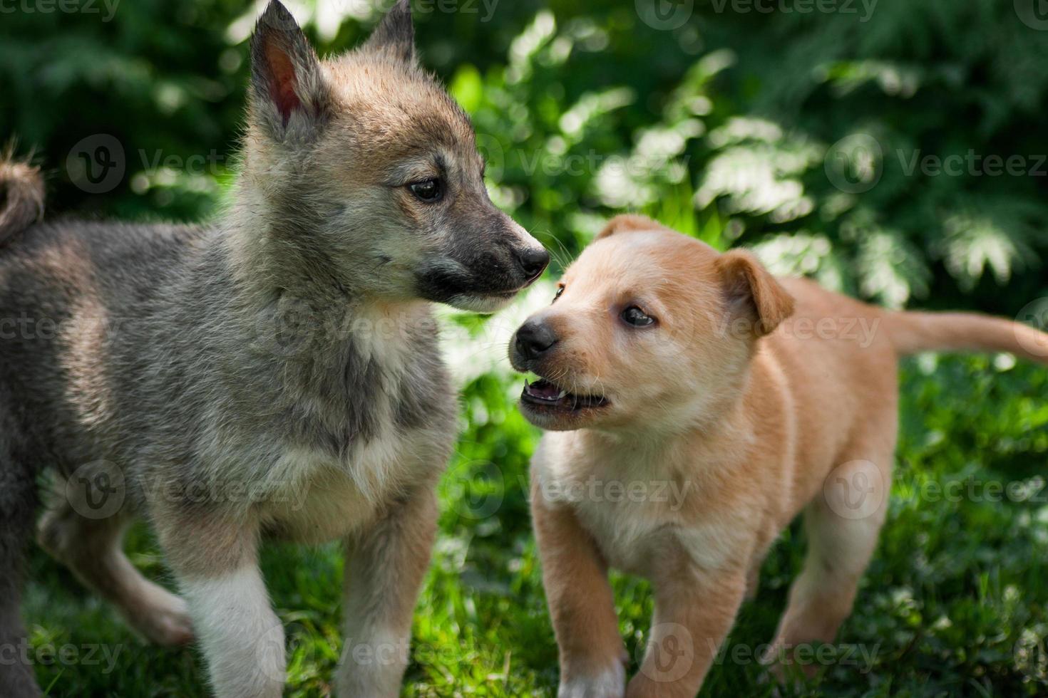 beaux deux petits chiots jouent photo