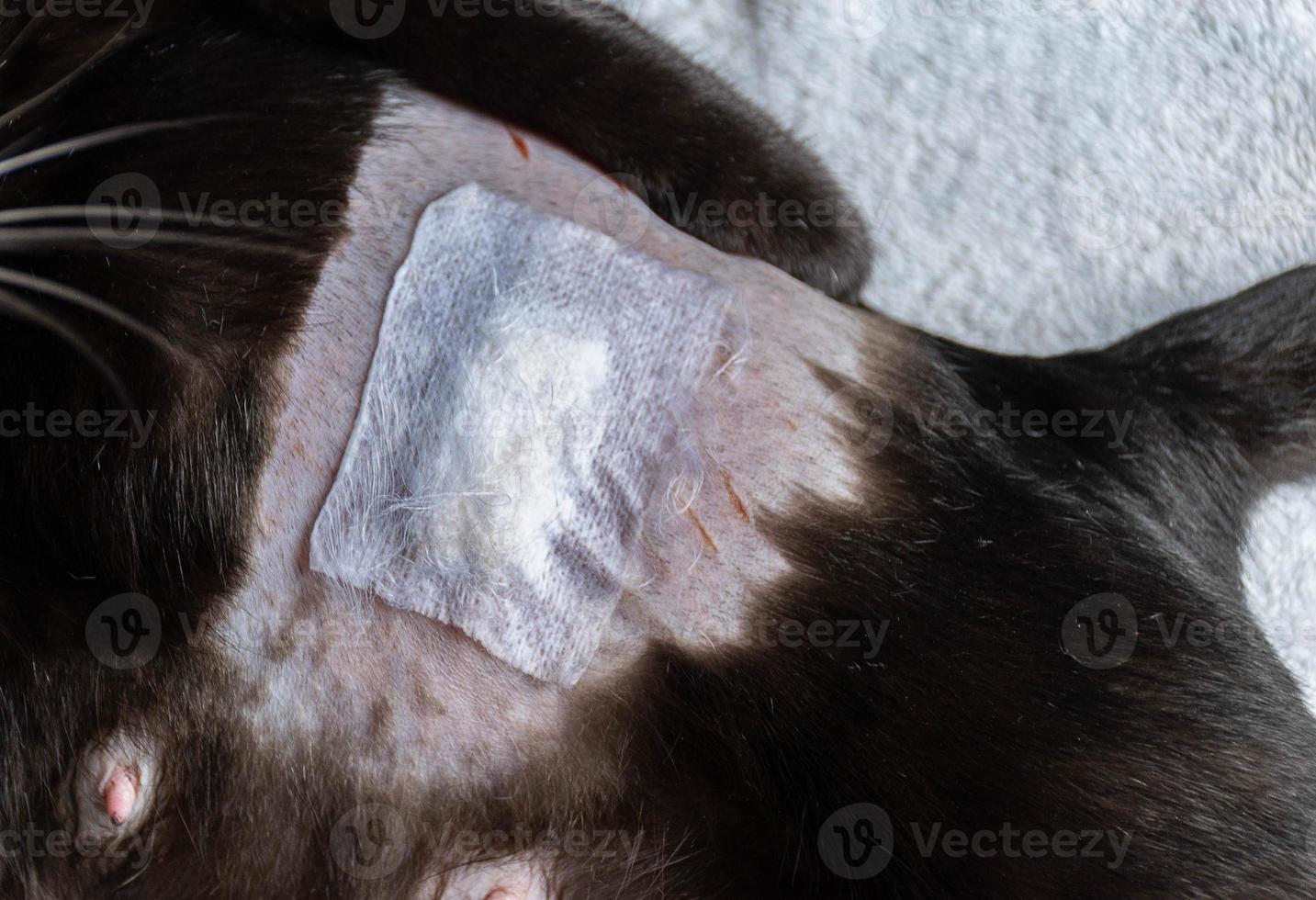 fermer les blessures causées par la stérilisation des chats photo