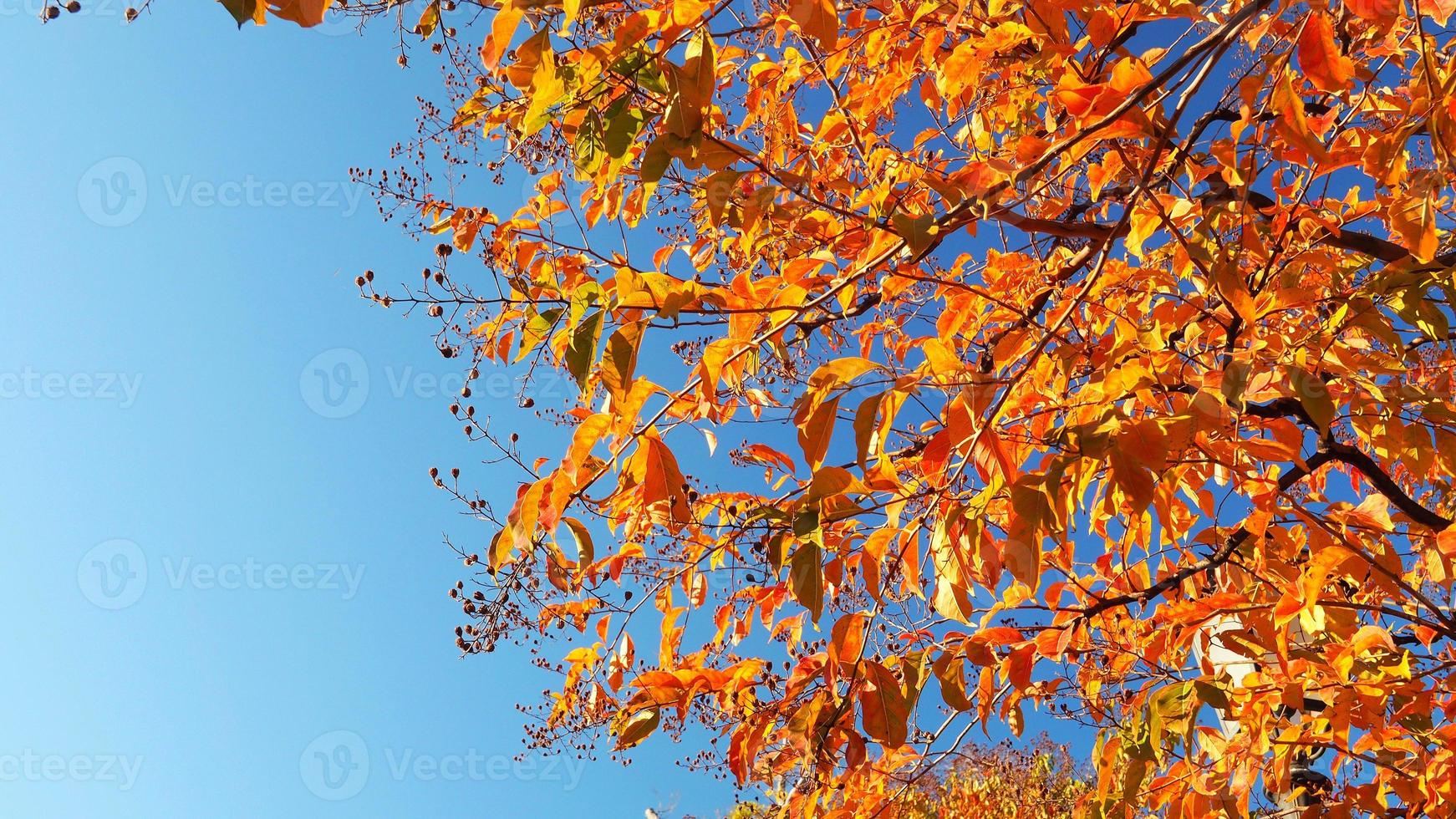 feuilles d'automne et ciel bleu clair. photo