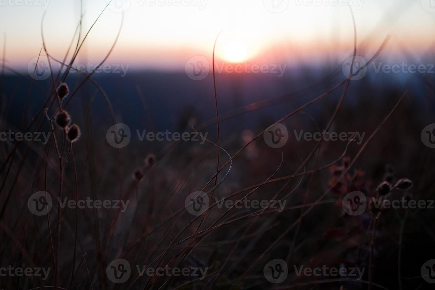 gros plan de brindilles sèches avec des fleurs duveteuses photo de concept