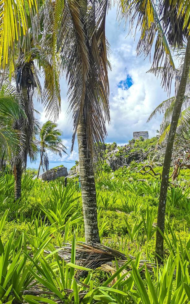 palmier tropical noix de coco ciel bleu à tulum mexique. photo