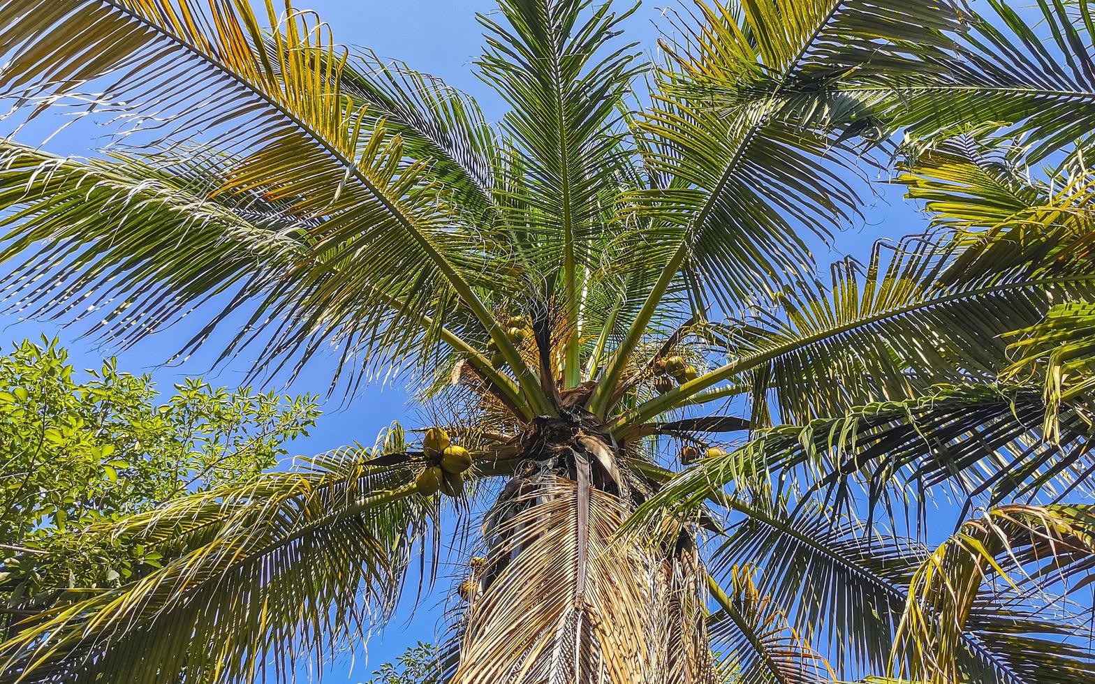 palmier naturel tropical noix de coco ciel bleu au mexique. photo