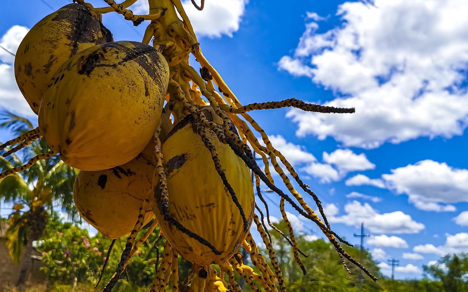 noix de coco jaunes accrochées à l'étal dans la nature tropicale mexique. photo
