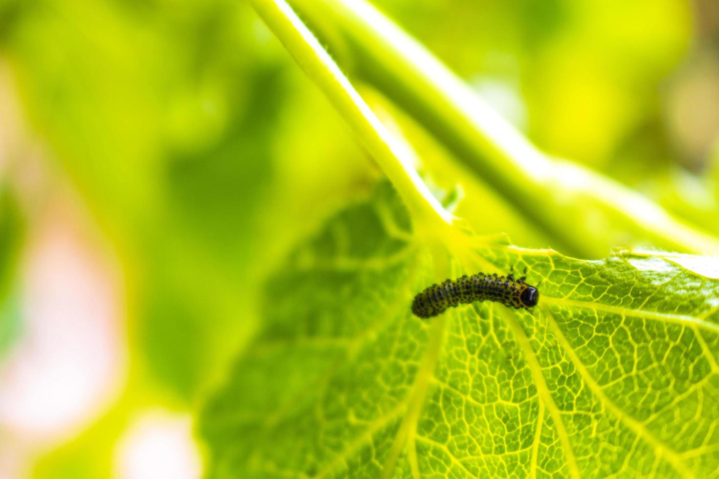 petite chenille verte mange des feuilles de feuillage en allemagne. photo