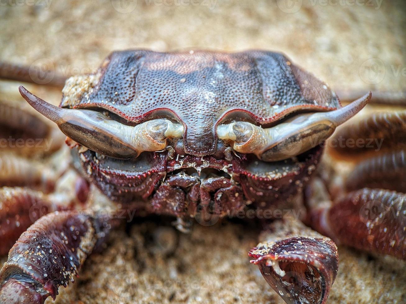 carcasses de crabes morts sur la plage photo