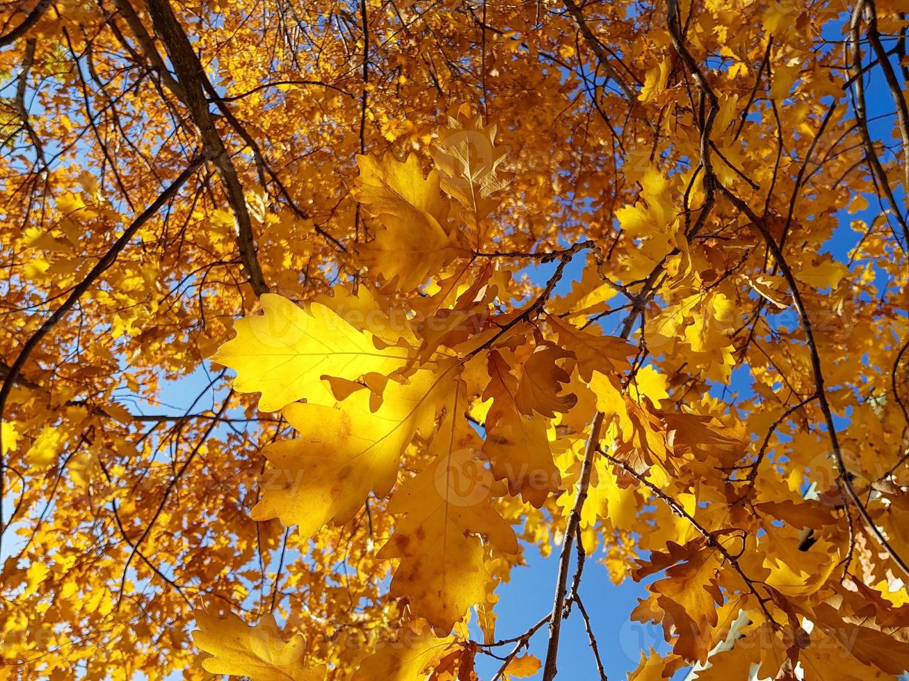 feuilles de chêne jaune d'automne contre le ciel bleu. photo