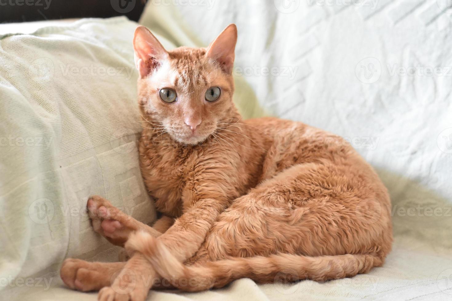 adorable chat bouclé ural rex est assis sur le lit et regarde avec des yeux verts. photo