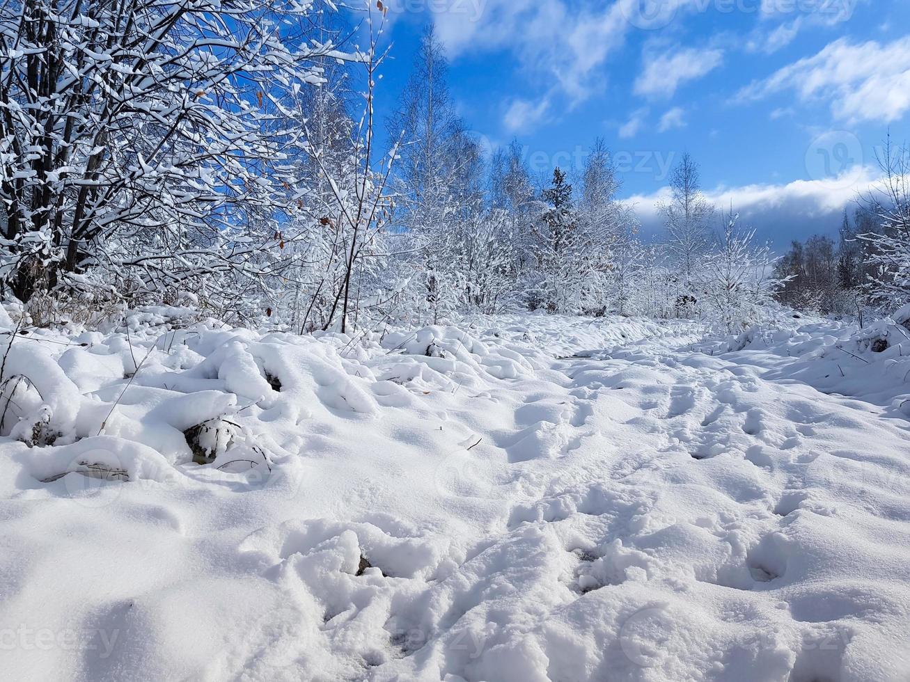 chemin enneigé parmi les arbres de la forêt sauvage. forêt d'hiver. photo