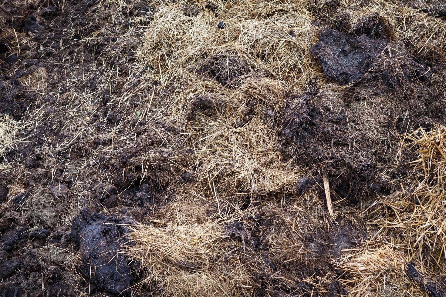 fumier de vache mélangé avec du foin photo