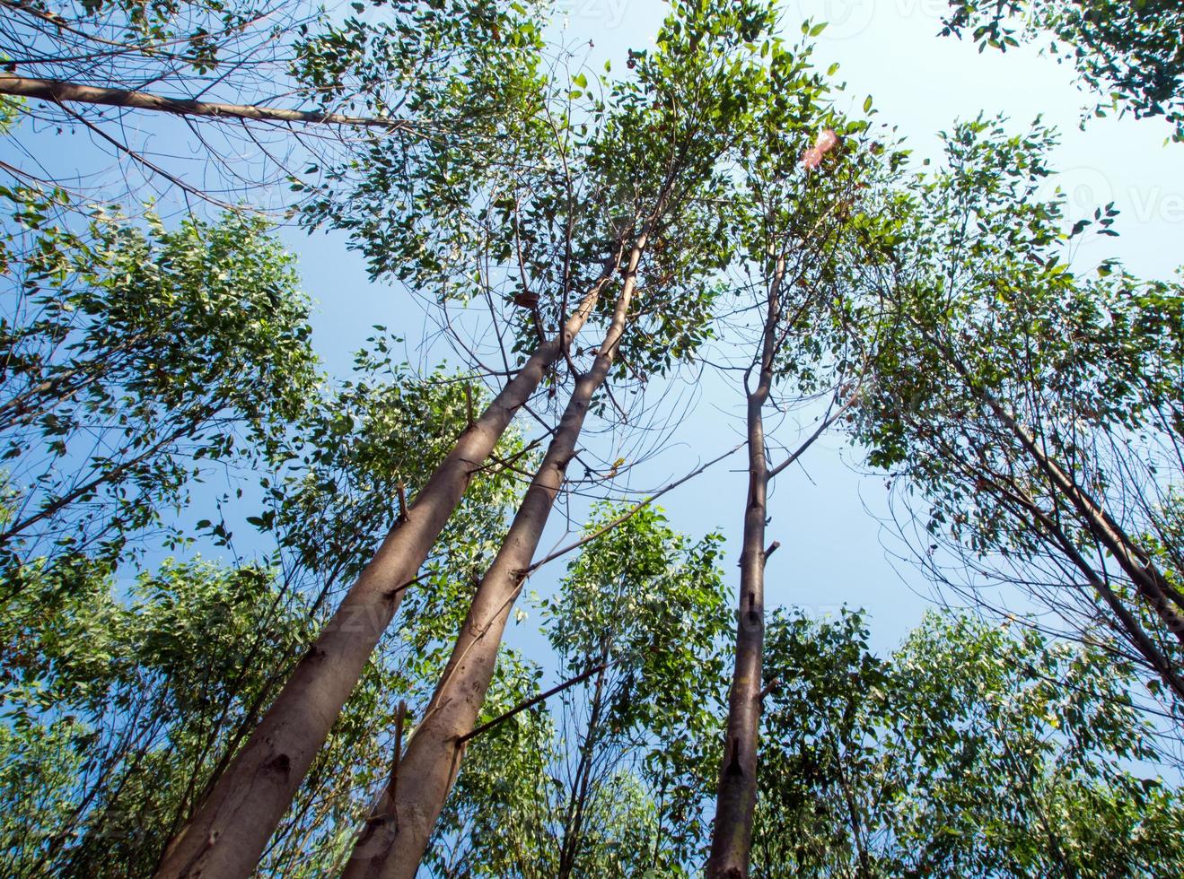 vue à la cime des arbres d'eucalyptus dans les terres agricoles photo