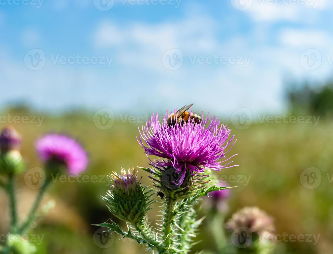 belle fleur sauvage ailé abeille sur fond feuillage prairie photo