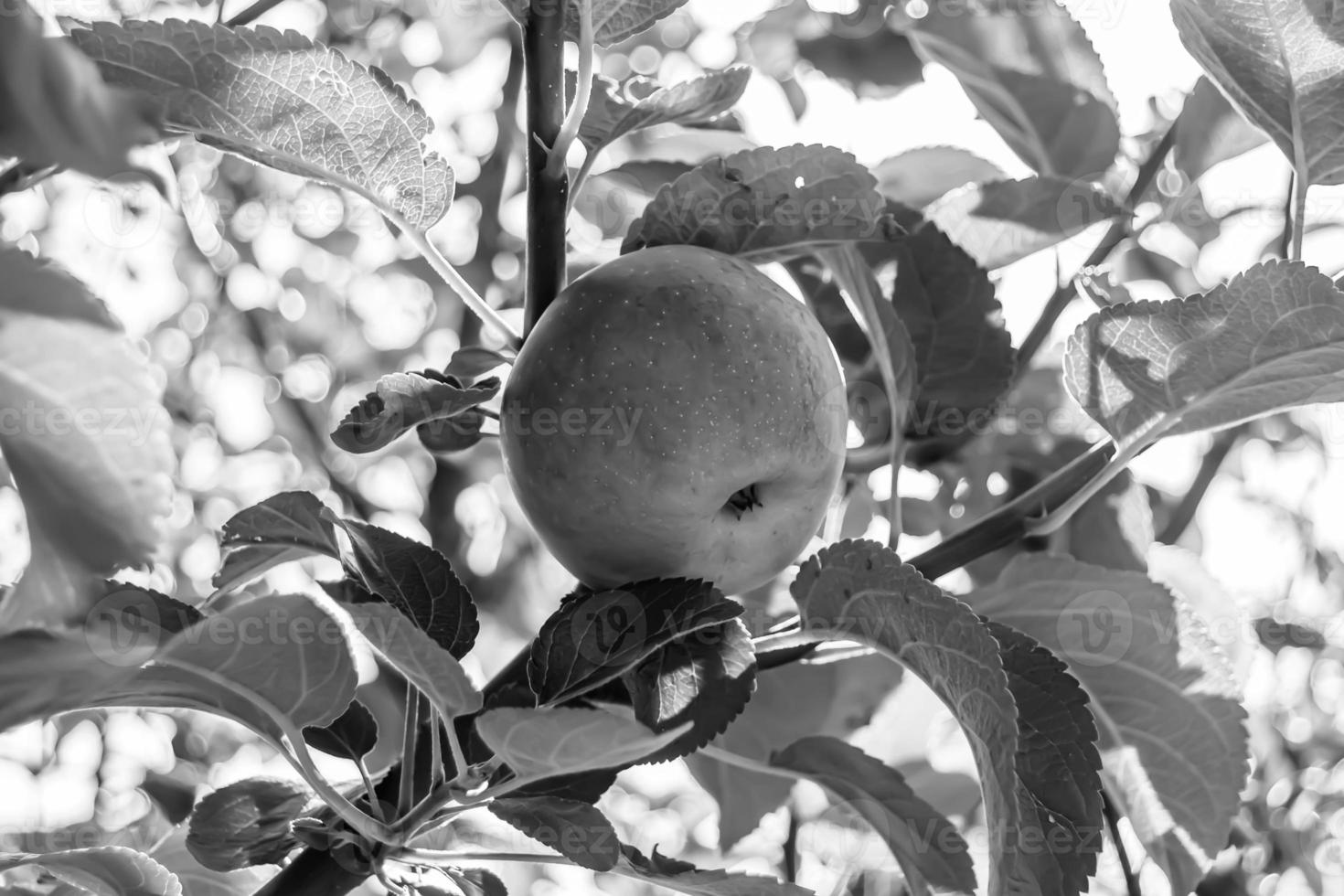 photographie sur le thème beau fruit branche pommier photo