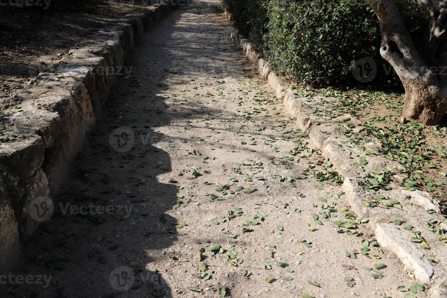 route pour piétons dans un parc de la ville du nord d'israël. photo