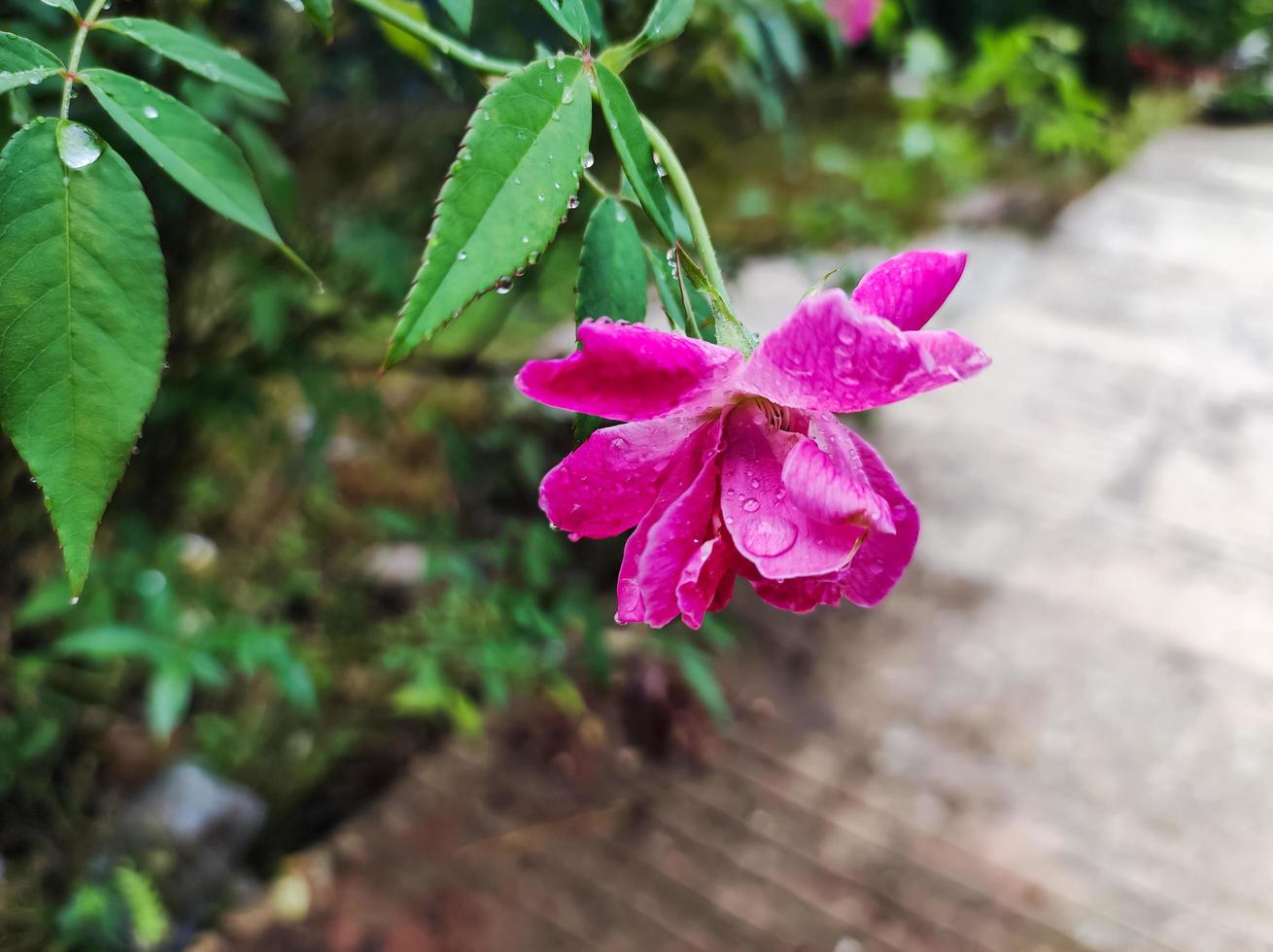 fleur rose de couleur rose photo