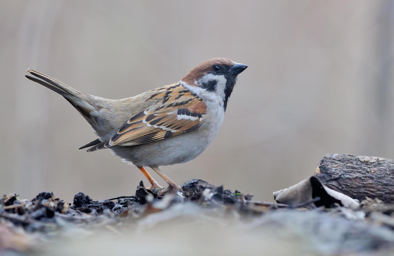 Moineau friquet passer montanus parade nuptiale et lekking afficher avec queue levée photo