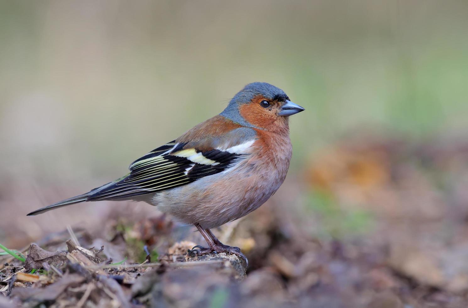 Pinson commun mâle fringilla coelebs posant près du sol en bois de printemps clair photo