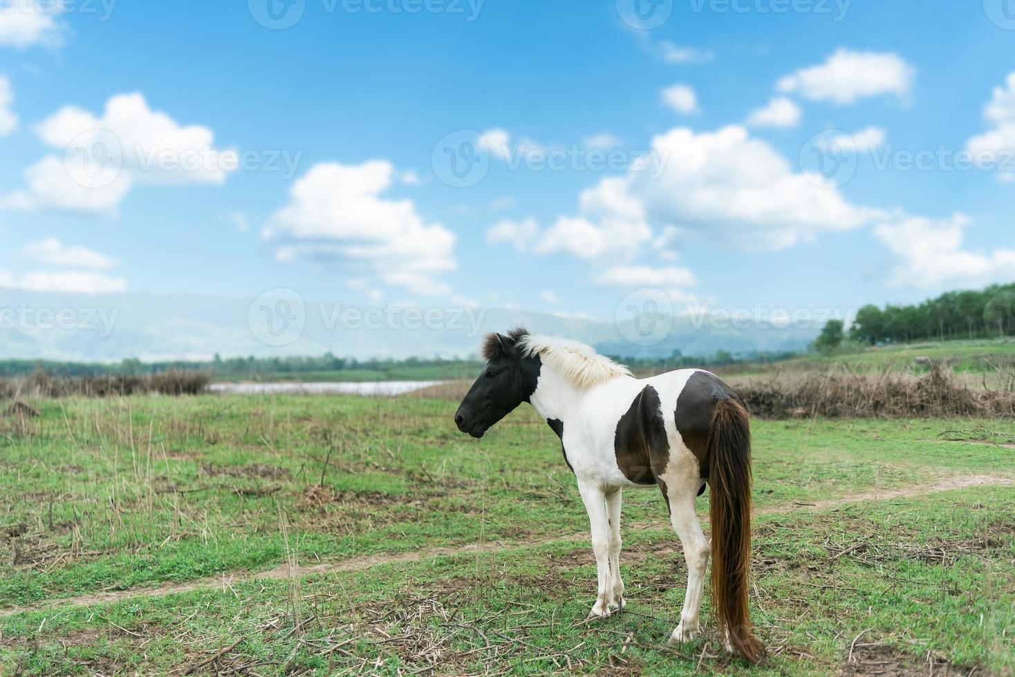 cheval mangeant de l'herbe fraîche sur la pelouse soleil montagne ciel bleu le matin. cheval de mammifère se nourrissant debout à la ferme près de la rivière et de la pelouse ciel bleu de montagne. animaux nature concept de la faune. photo