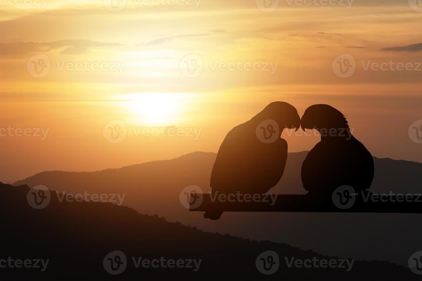 silhouette d'oiseaux de couple face à face sur fond d'éclairage de coucher de soleil de montagne et saint valentin. couple d'oiseaux sur une branche au coucher du soleil, montagne. silhouettes d'oiseaux. oiseaux amoureux, romantique de la Saint-Valentin. photo
