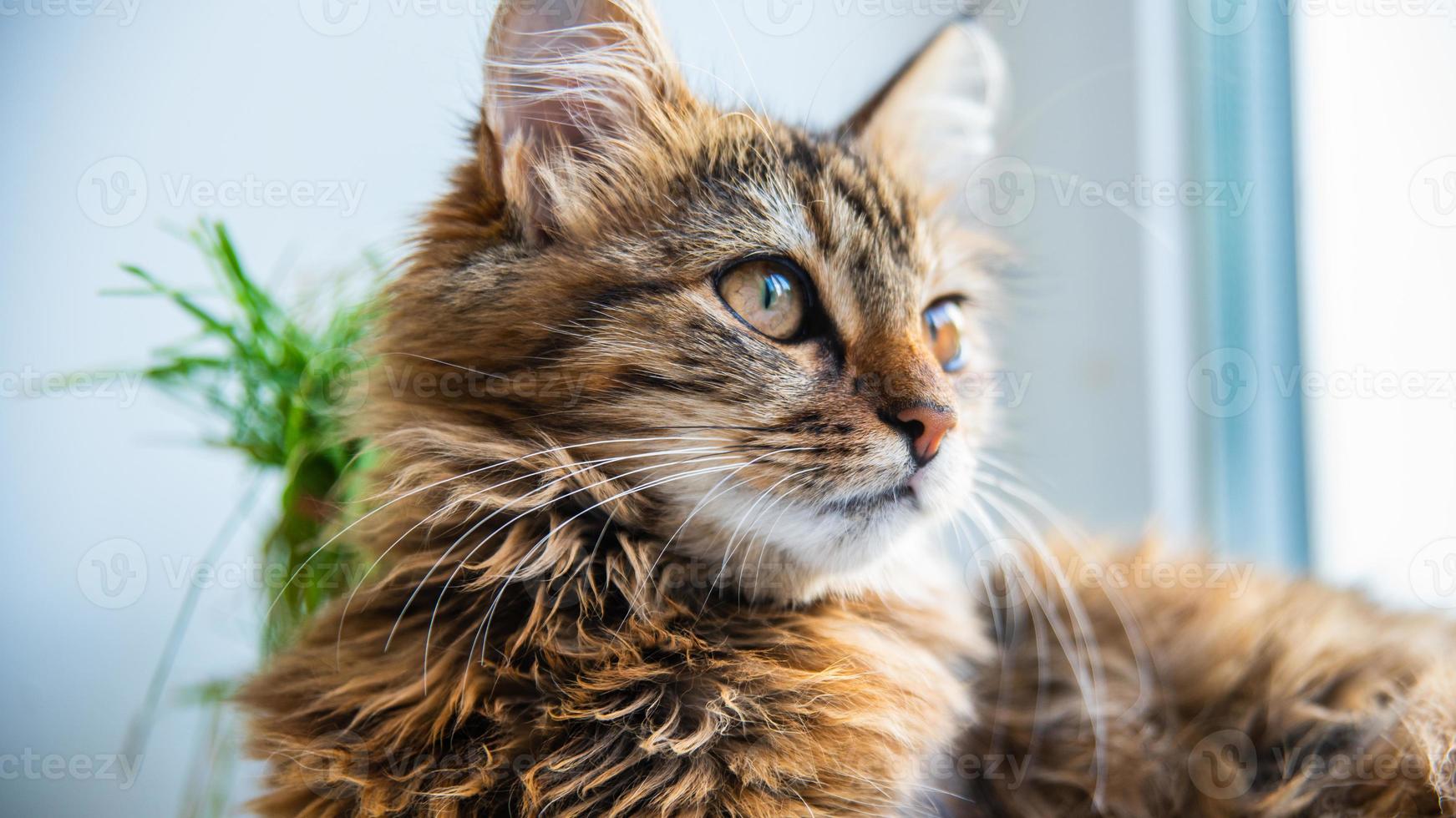 portrait en gros plan d'un chat domestique à rayures grises.image pour les cliniques vétérinaires, sites sur les chats, pour la nourriture pour chats. photo