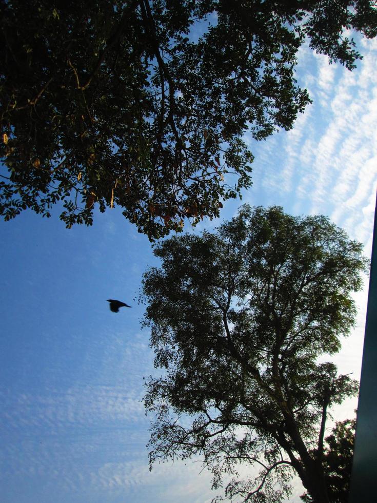 ciel bleu et silhouette d'arbres pendant la journée à karachi pakistan 2022 photo