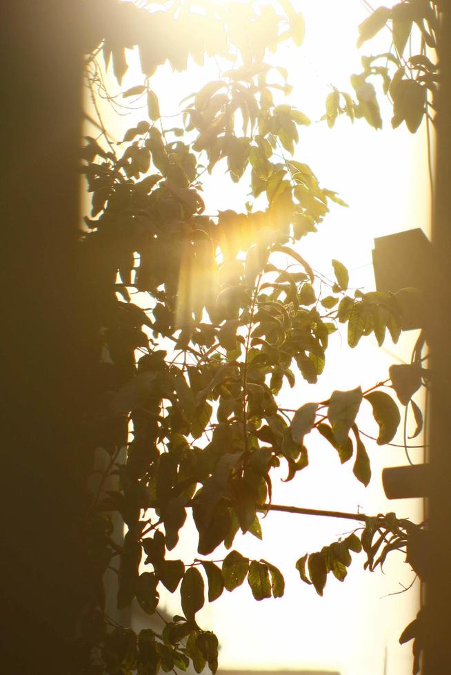 rayons du soleil à travers les plantes dans les jardins extérieurs à karachi pakistan 2022 photo