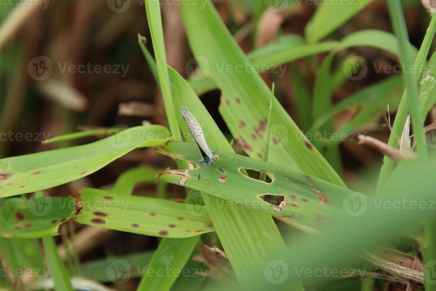 petit petit papillon bleu d'herbe photo