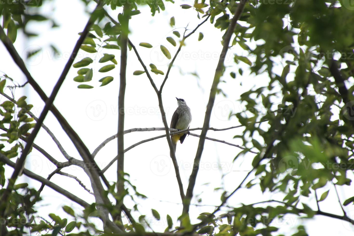 gros plan d'écureuil en bois ou d'une maison d'oiseau accrochée à l'arbre  4425968 Photo de stock chez Vecteezy