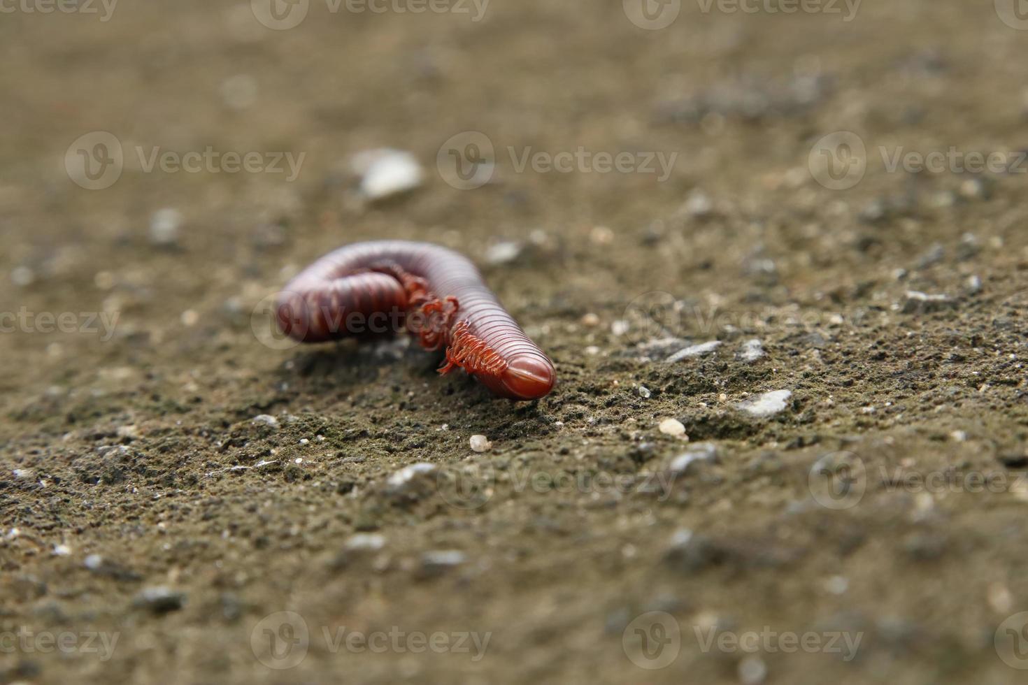 Mille-pattes rouillé mort sur le sol photo