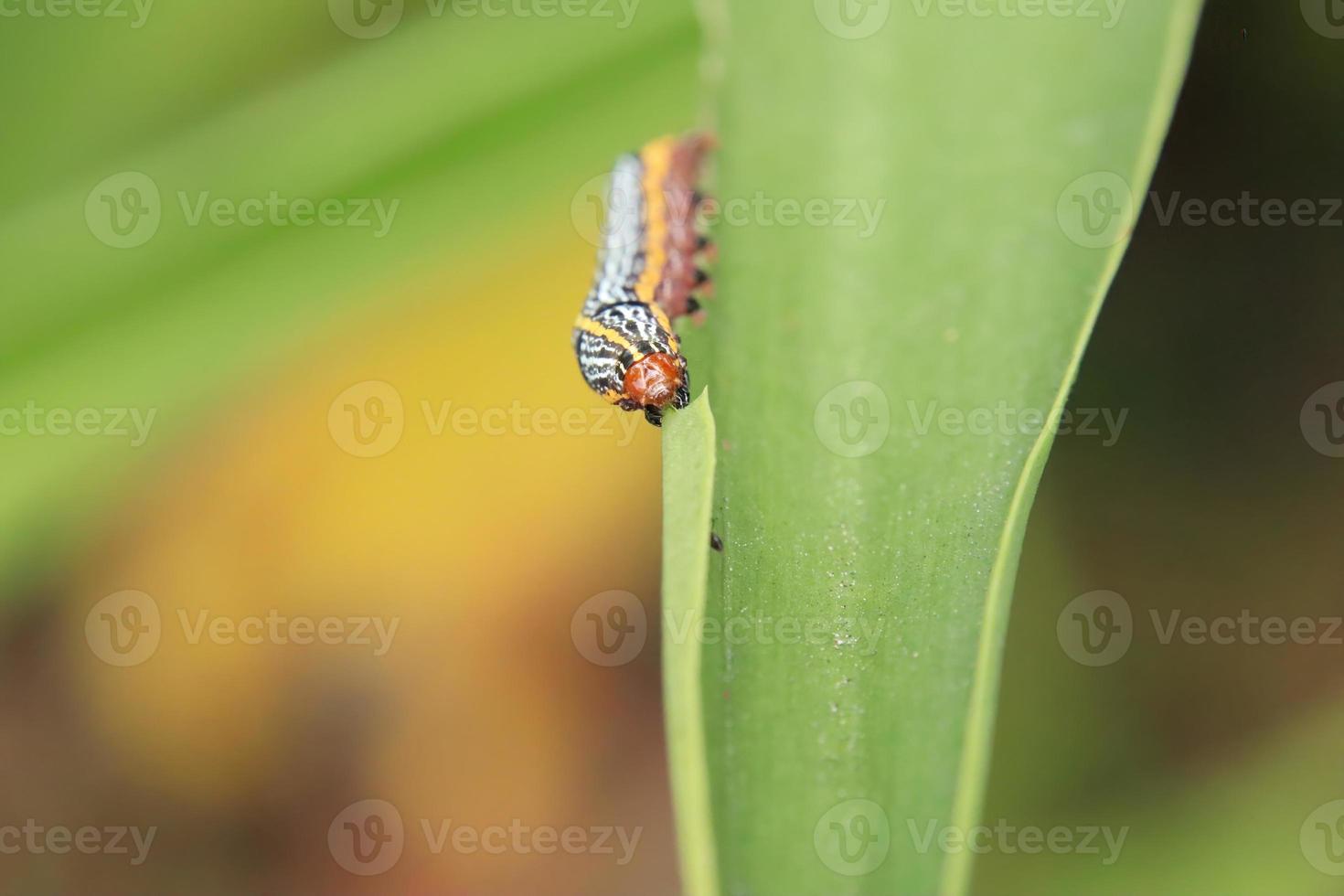 chenille de lys chenille du papillon de nuit mangeant une feuille de lys photo