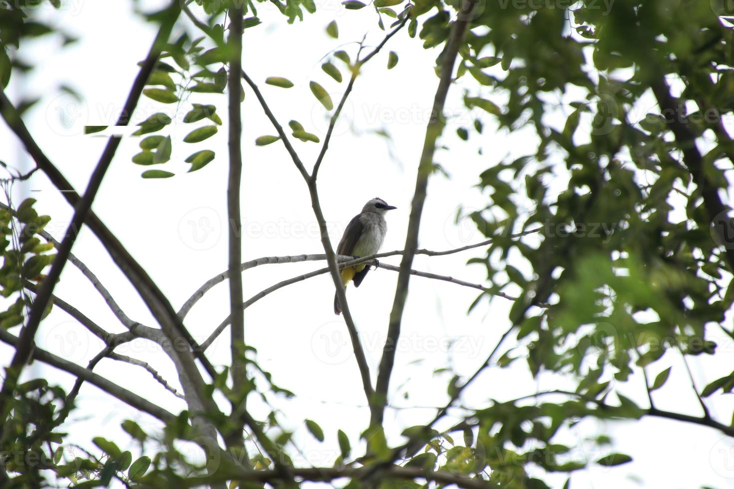 gros plan d'écureuil en bois ou d'une maison d'oiseau accrochée à l'arbre  4425968 Photo de stock chez Vecteezy