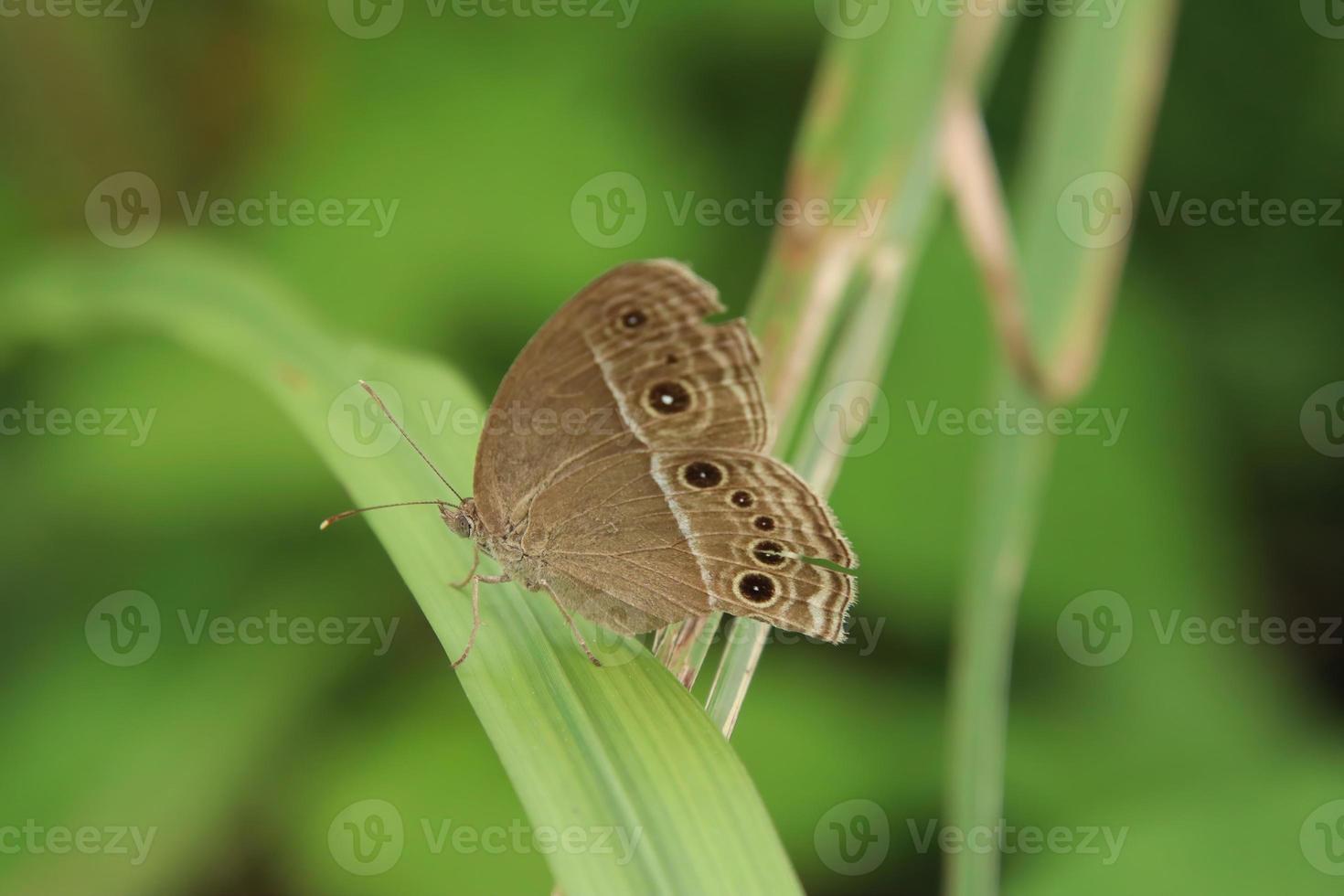 papillon bushbrown dans un parc photo