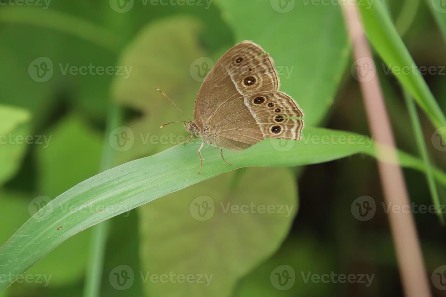 papillon bushbrown dans un parc photo