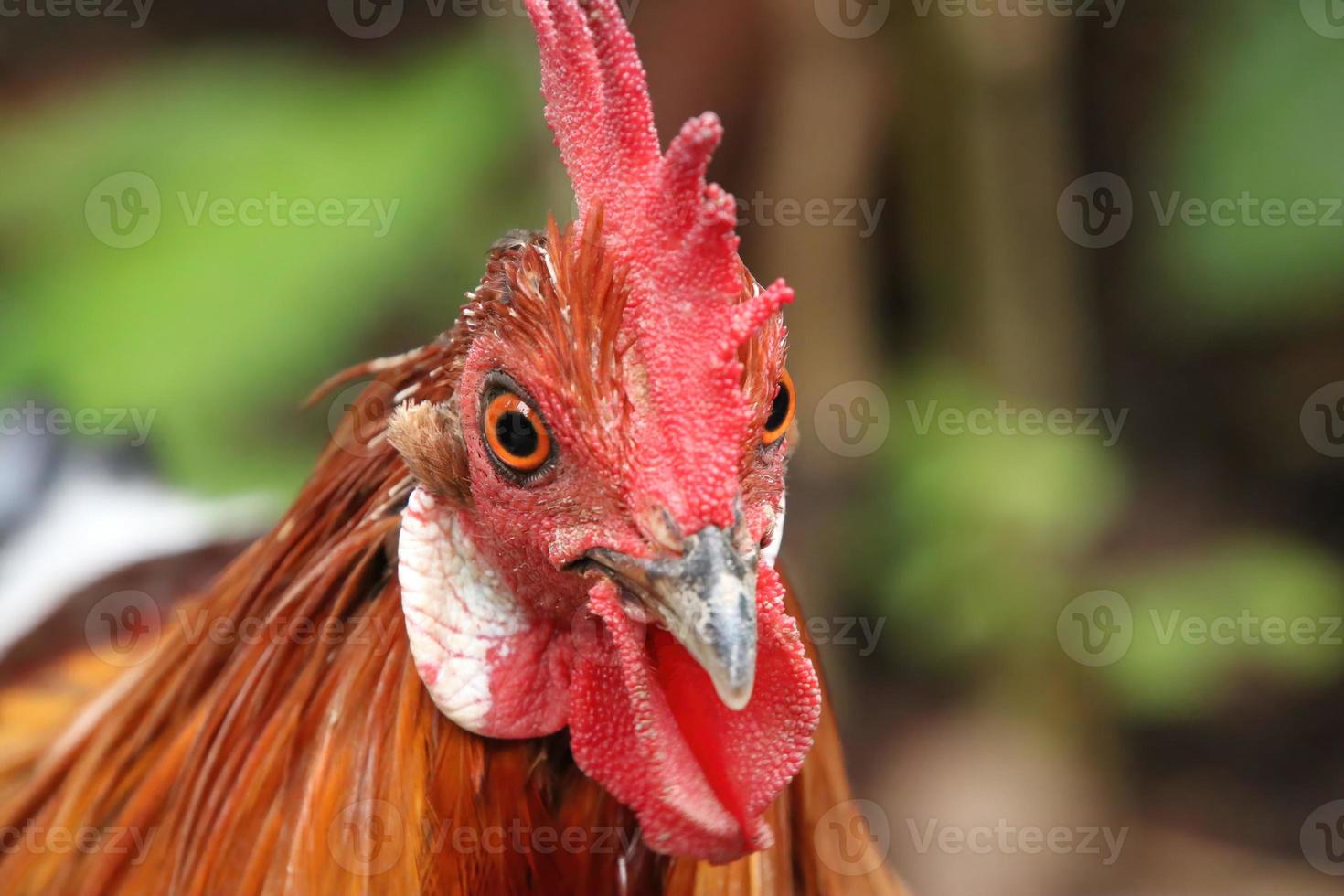 Poulet volaille de la jungle rouge à la recherche dans l'appareil photo