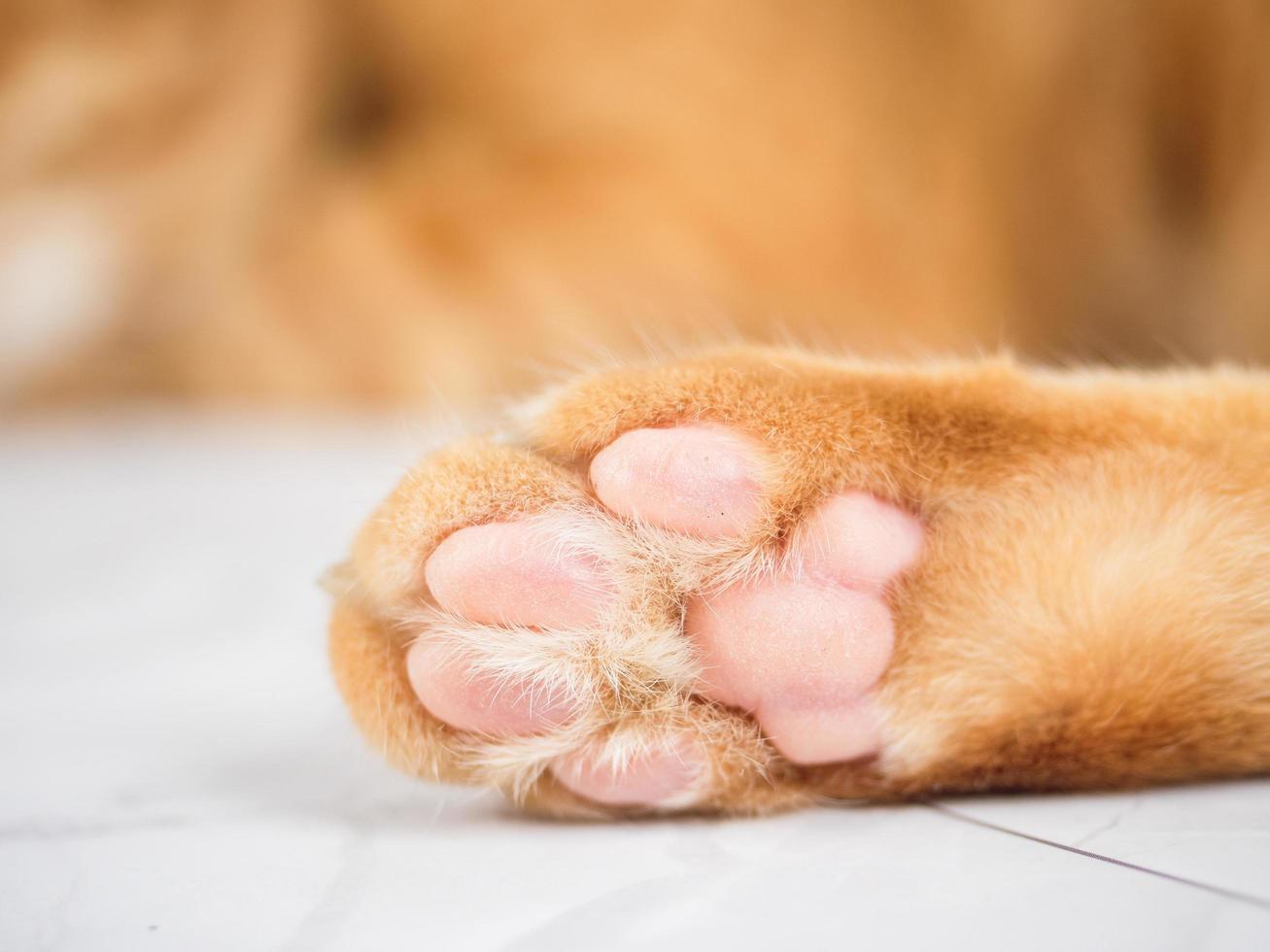 Patte de chat mignon gros plan sur du marbre blanc photo