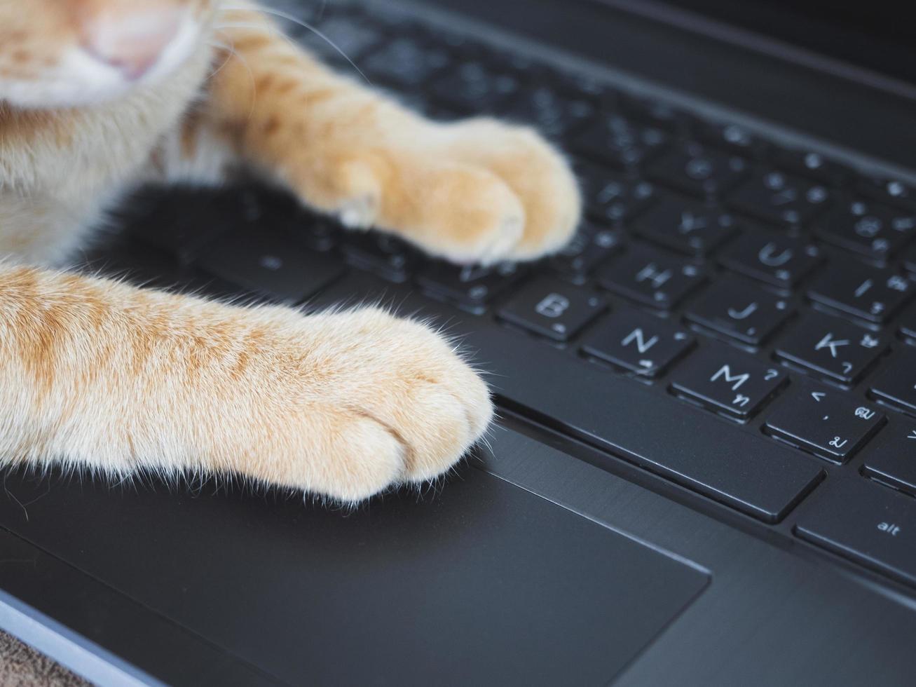 Patte de chat gros plan sur le clavier de l'ordinateur portable photo