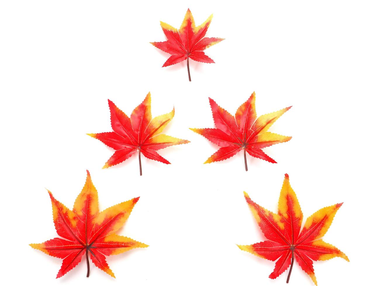 concept d'automne vue de dessus de feuille d'érable colorée photo