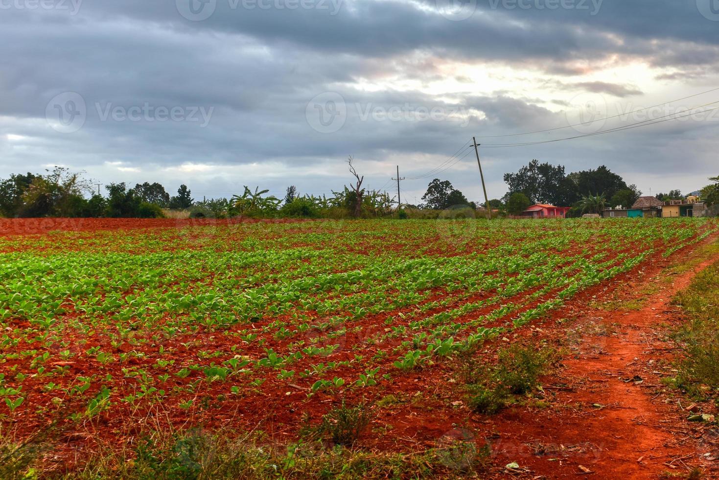 plantation de tabac dans la vallée de vinales, au nord de cuba. photo