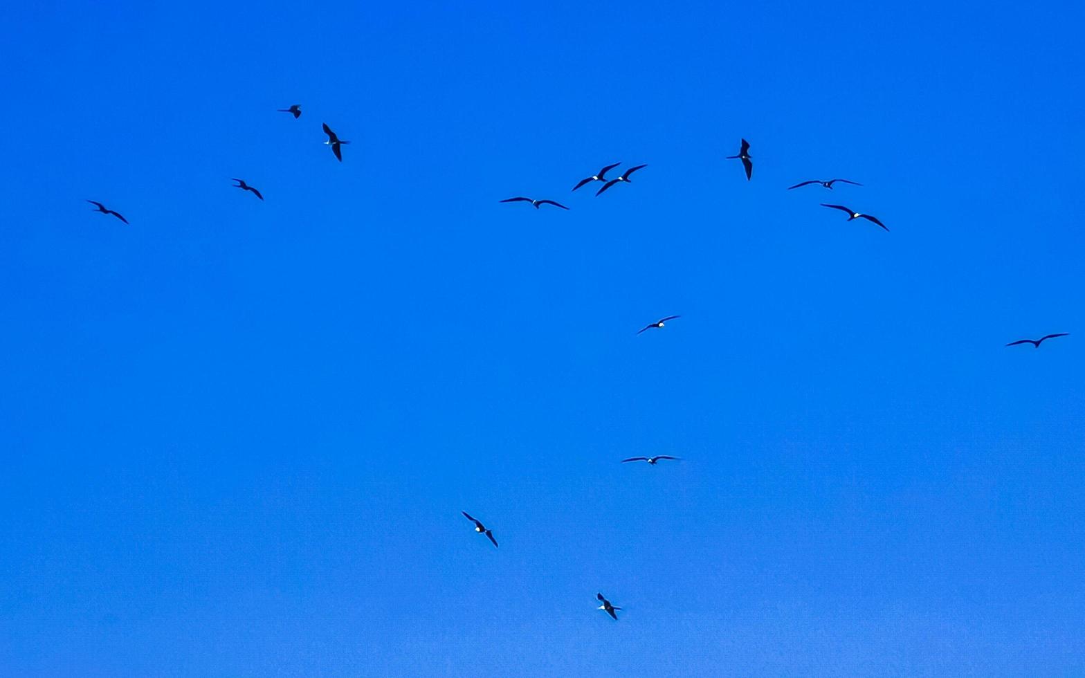 oiseaux fregat troupeau voler fond de ciel bleu puerto escondido mexique. photo