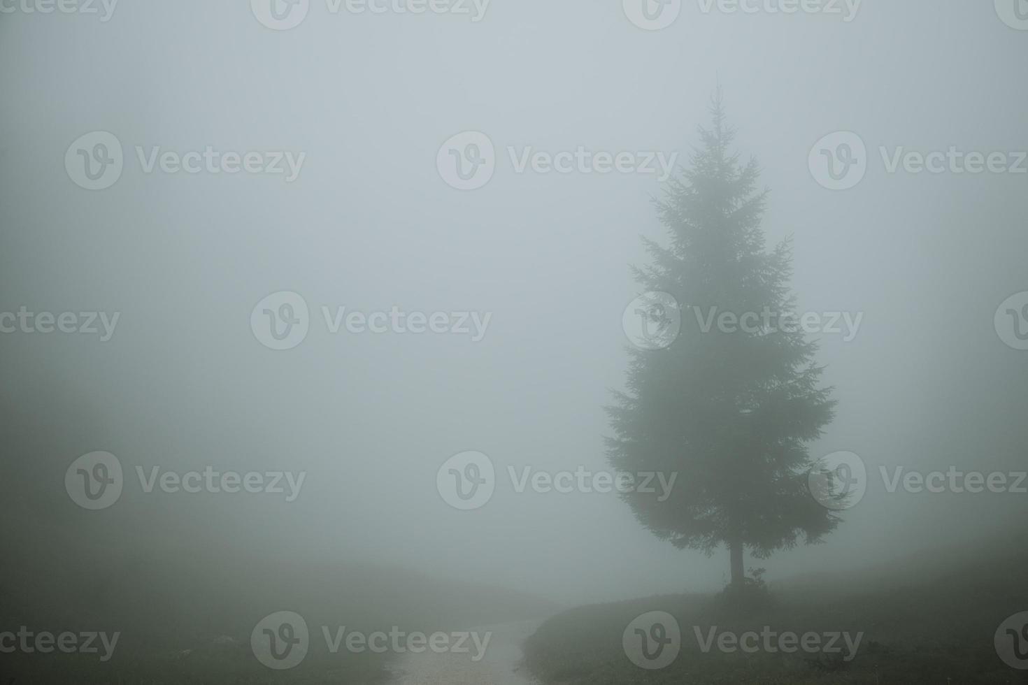 conifère solitaire debout à l'horizon à côté de la route de gravier menant à travers de vertes prairies pendant la matinée brumeuse pluvieuse dans les Alpes juliennes de slovénie photo