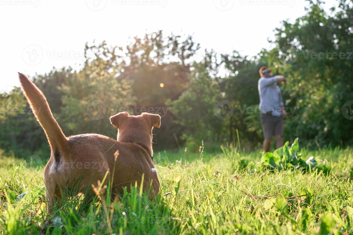 petit chien drôle joue avec son propriétaire dans le parc d'été. photo