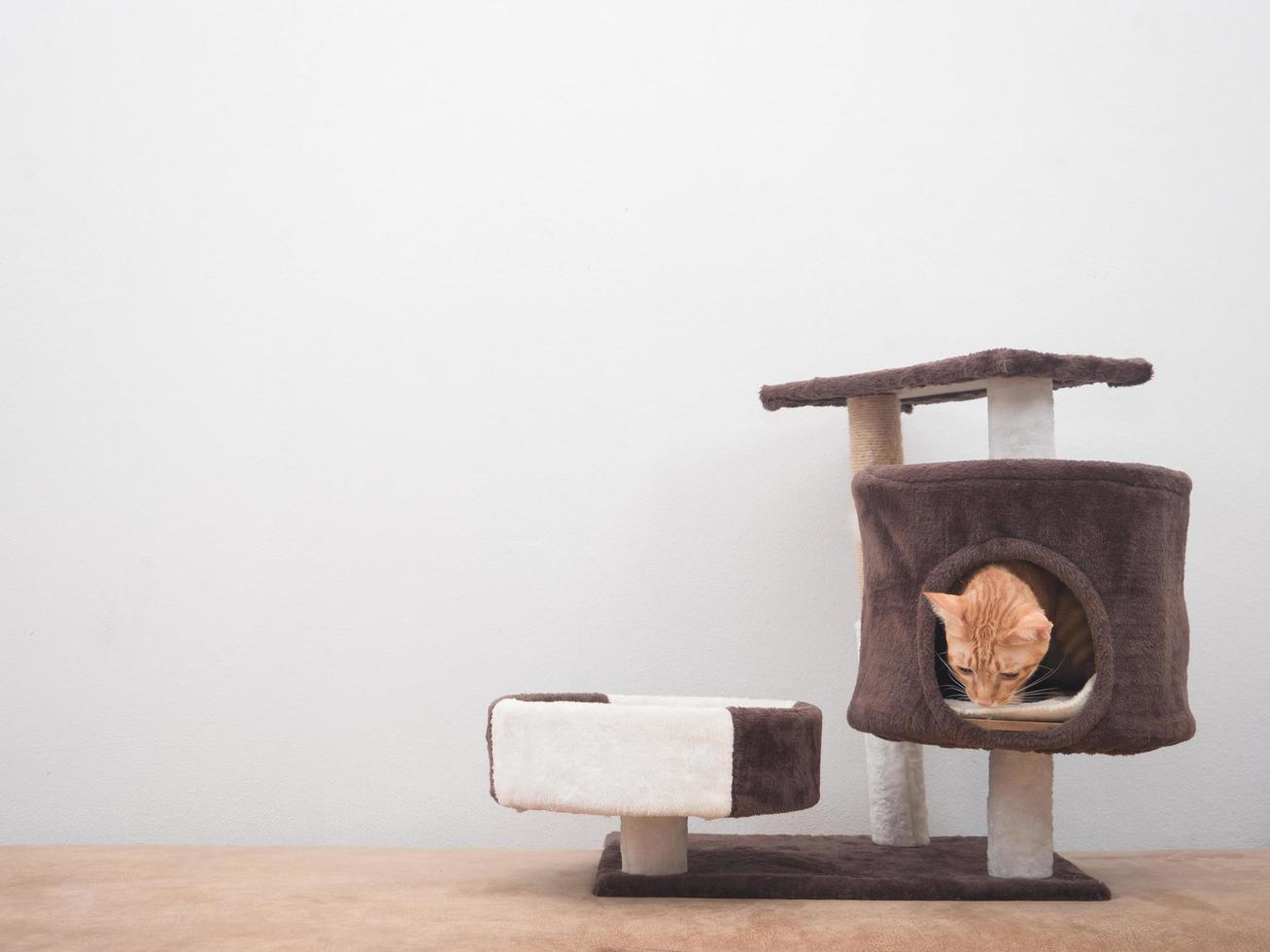 Chat se cacher dans cat condo dans l'hopuse sur fond de mur blanc photo