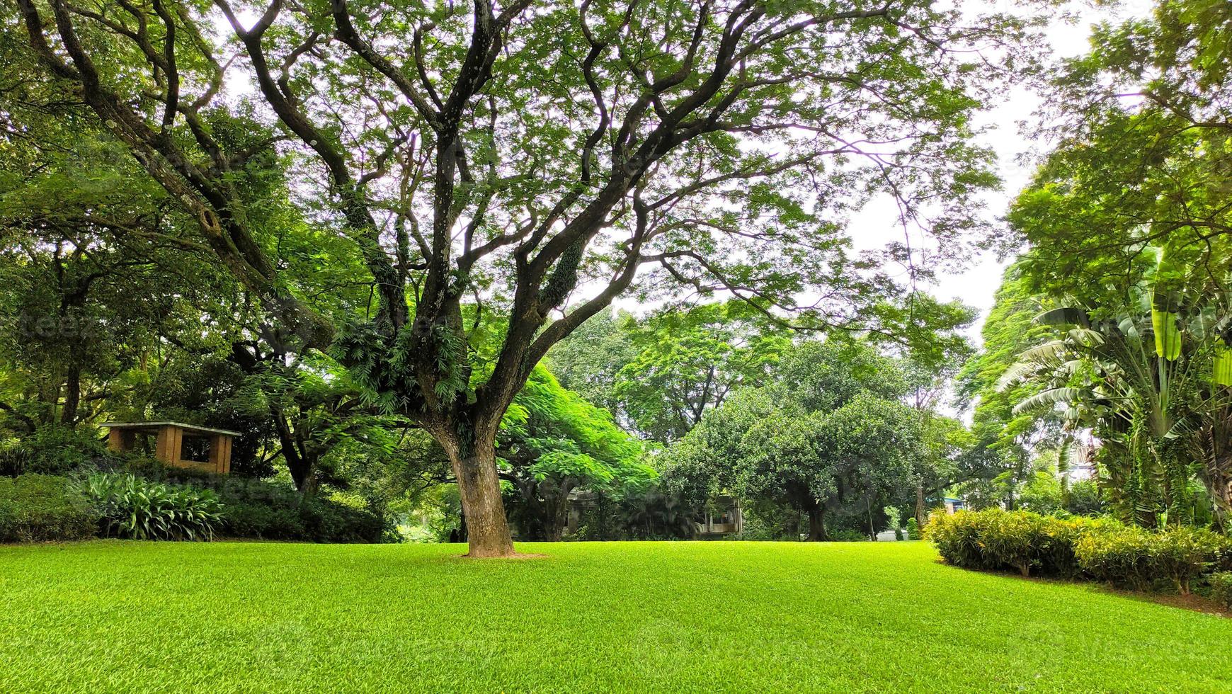 vue sur parc verdoyant ou terrain recouvert d'herbe photo